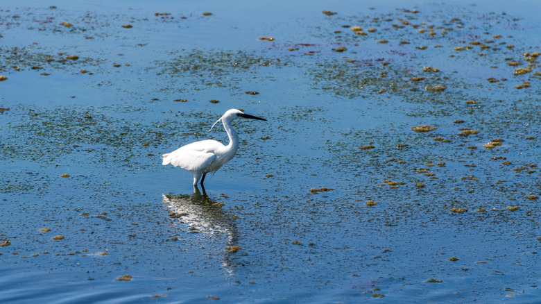 A wild bird on the Tuscan coast