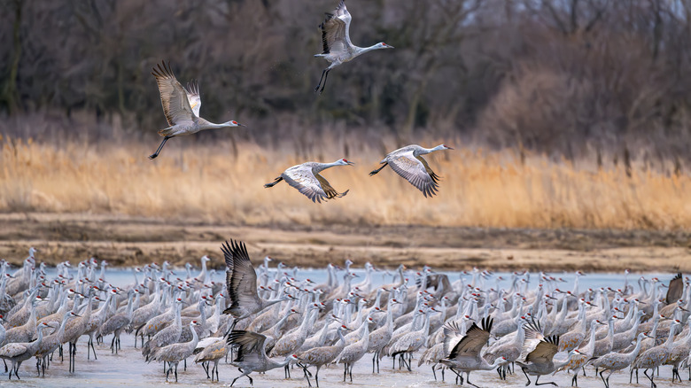 sandhill cranes in shallow water, flying, grassland
