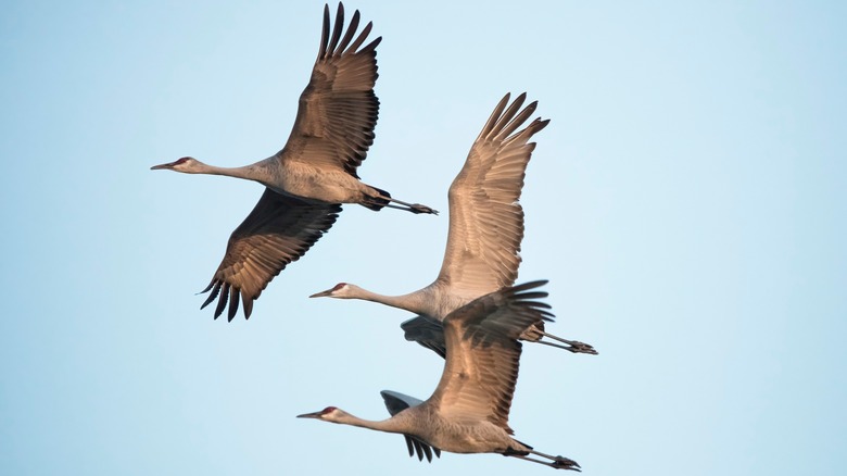three sandhill cranes flying, light blue sky