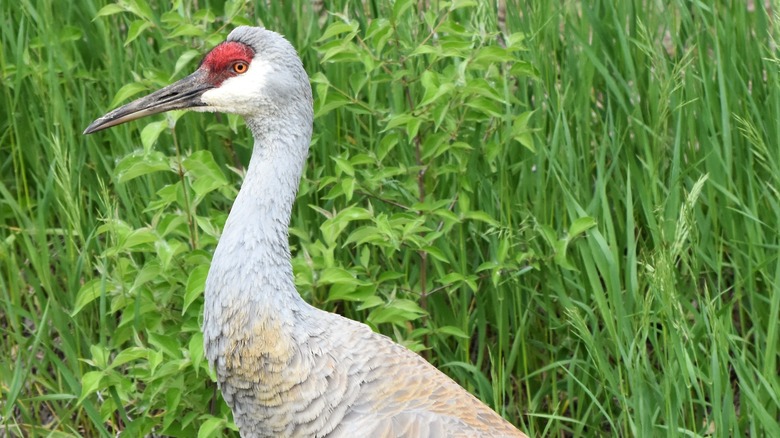 sandhill crane, green grass and plants