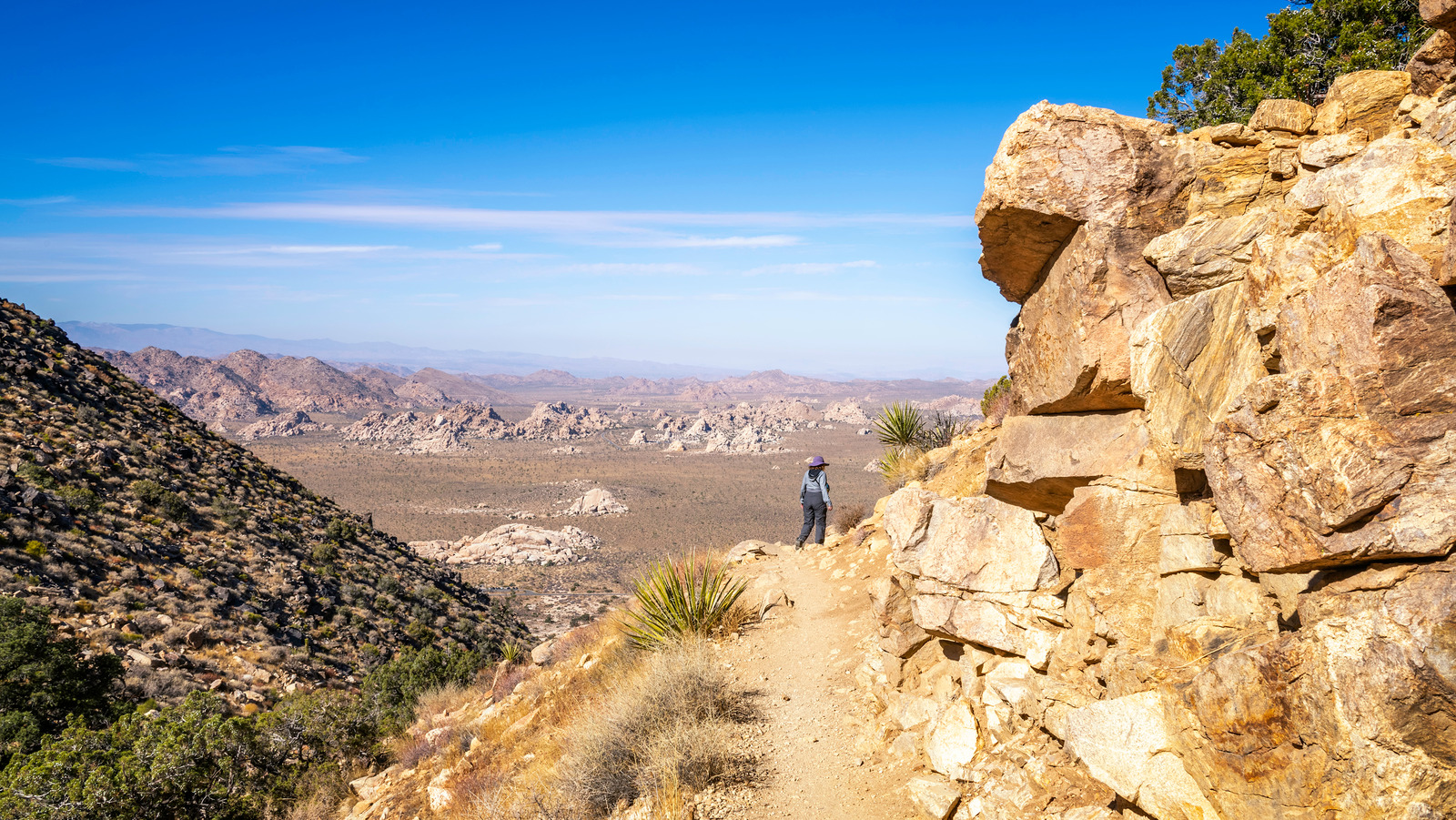One Of Joshua Tree National Park's Best Trails Is Full Of Wildlife And