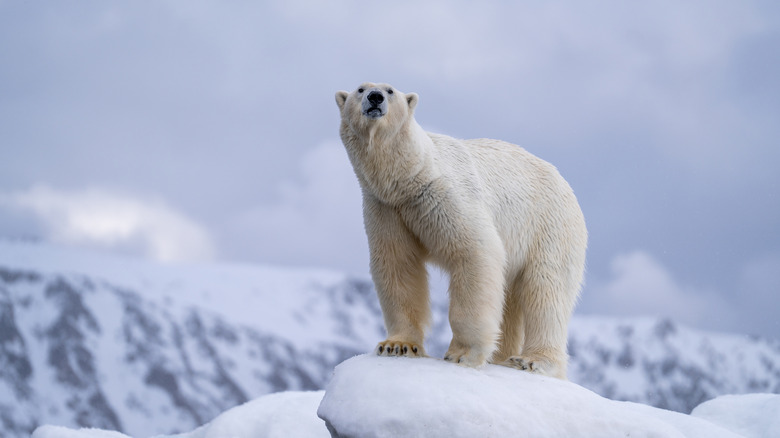 a polar bear in the Arctic snow