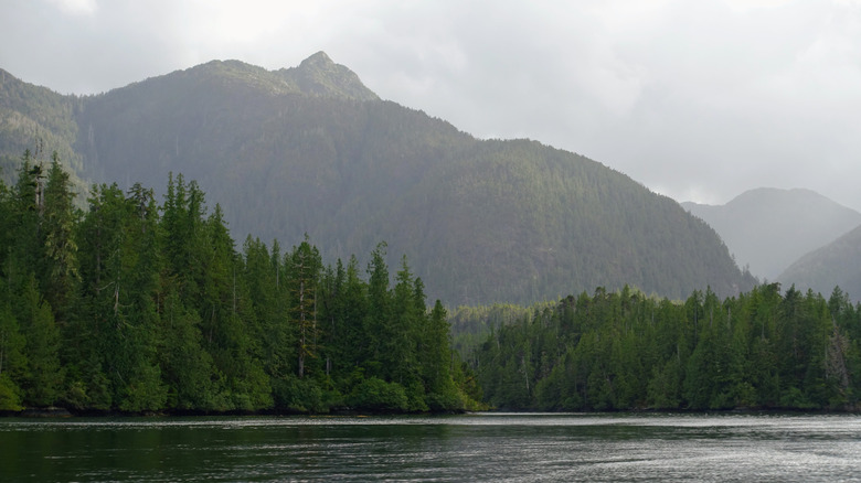 Forest, ocean, and a mountain backdrop in Gwaii Haanas