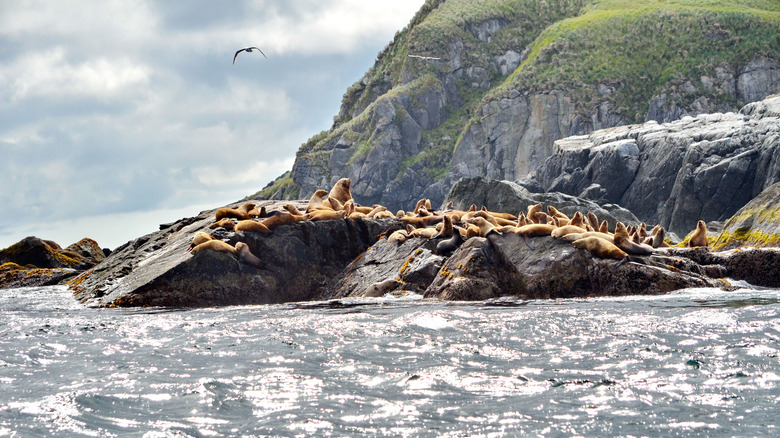 Steller sea lions at the Cape St James rookery, Haida Gwaii