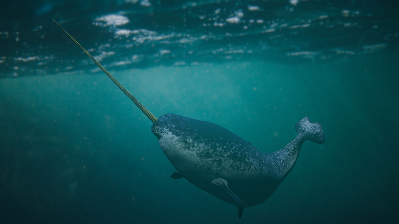 A narwhal swimming in the Arctic waters around Sirmilik National Park.