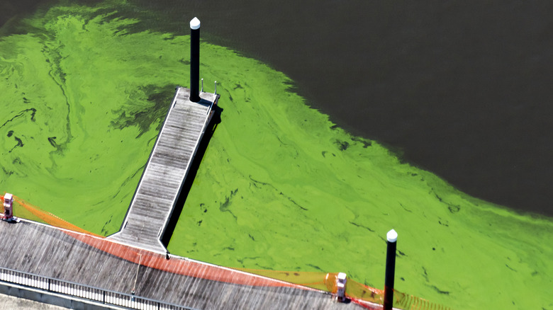 Algae bloom around a wooden pier