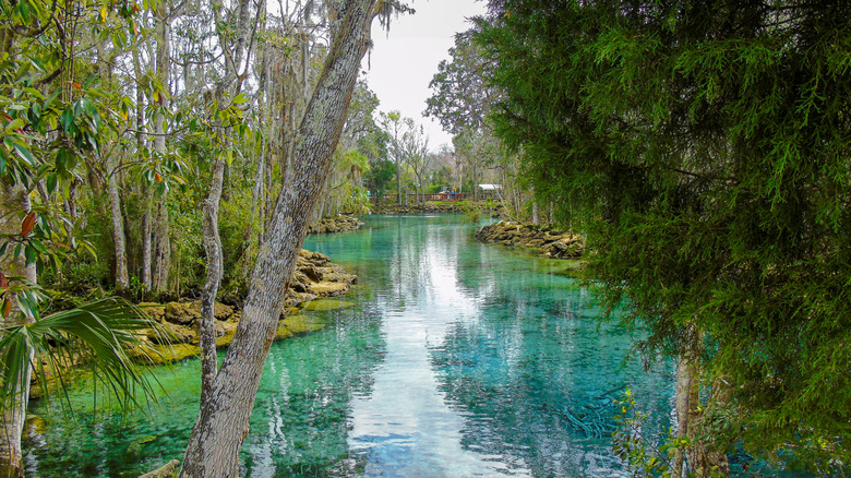 Natural artesian spring surrounded by trees