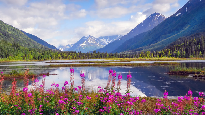 colorful flowers bordering Tern Lake on Alaska's Kenai Peninsula with snow-streaked mountains in the background