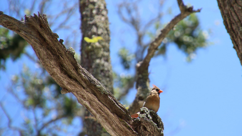 Female cardinal on a tree branch in front of a blue sky