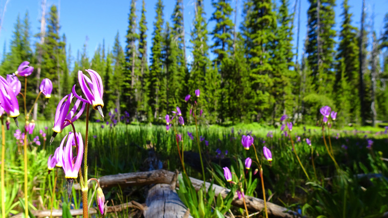 Wildflowers brow on the shore of an alpine lake in Oregon's Elkhorn Mountains