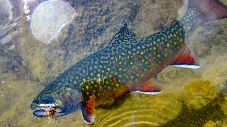 A brook trout caught on a fly at Anthony Lakes, Oregon