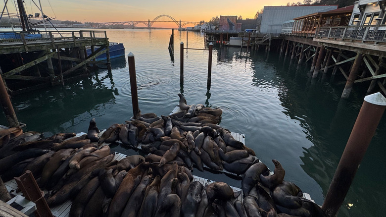Sea lions at the harbor in Newport, Oregon