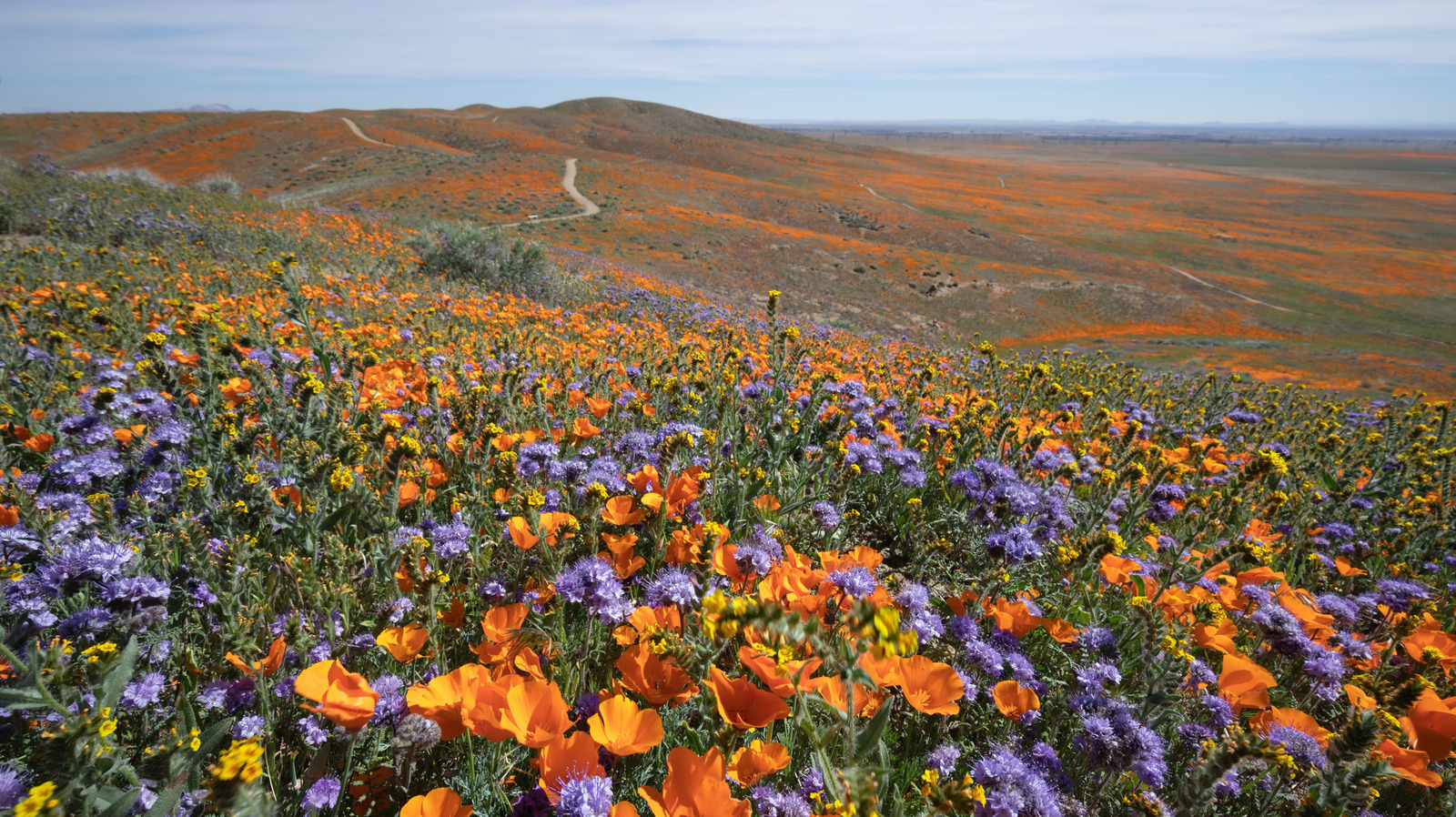 Spring California One Of The Best California Destinations To Visit In Spring For Stunning ...