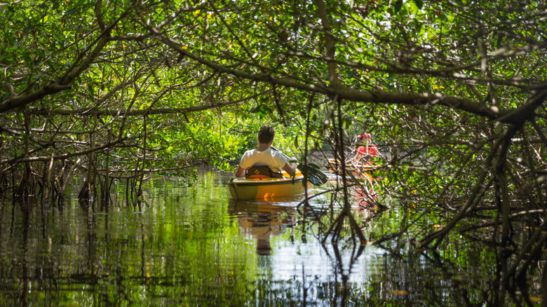 Tourist kayaking through mangrove forest in the Everglades