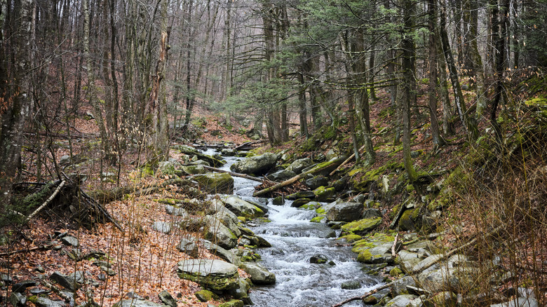 A wooded Hudson Valley trail