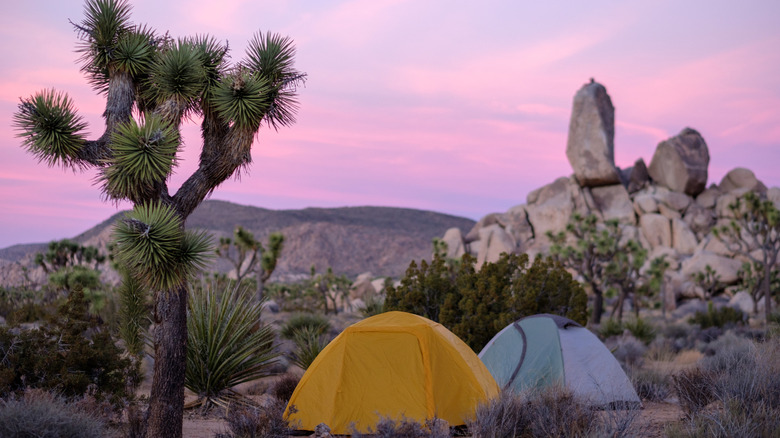 Two tents by a Joshua tree at sunrise.