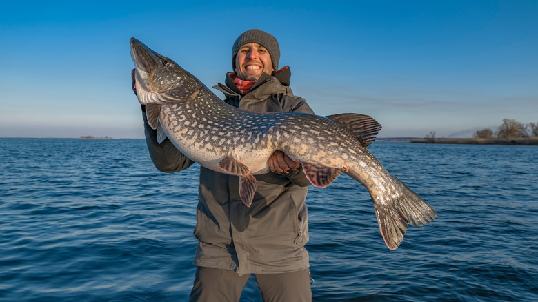 A happy fisherman holds up a massive musky