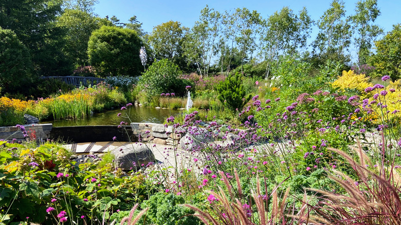 Plants and flowers around a landscaped pond