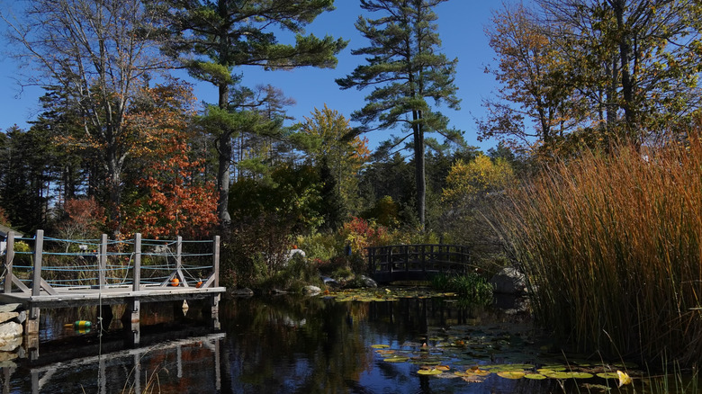 Small pond in the middle of the Coastal Maine Botanical Gardens