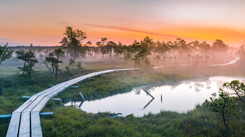 Sunrise over Kemeri National Park