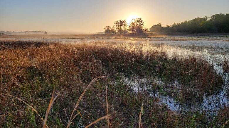 Florida marsh at sunrise