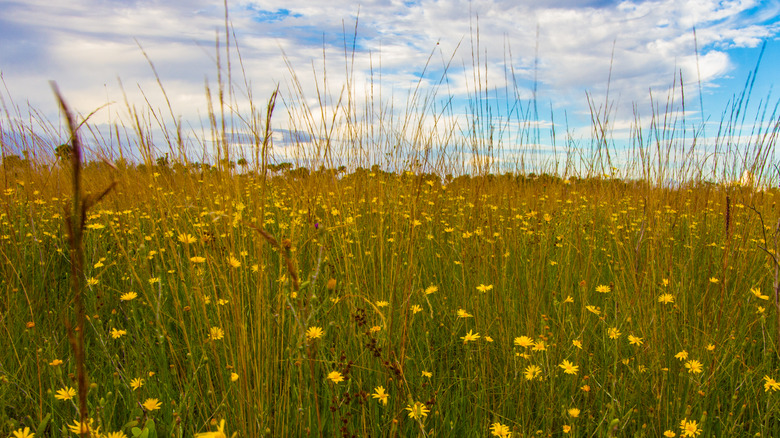 Flowers in dry prairie