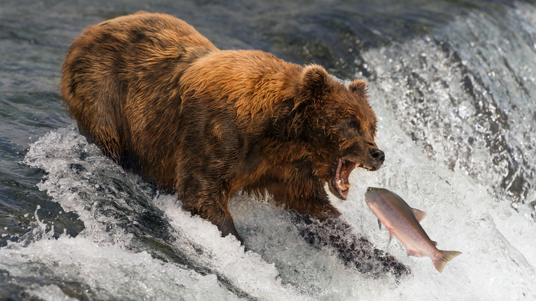 Grizzly fishing for spawning salmon