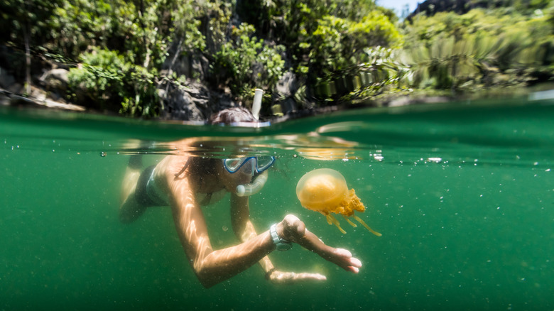 Snorkeler with orange jellyfish