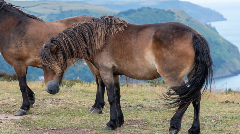 Two Exmoor ponies at the top of Countisbury Hill in Exmoor National Park, with the sea in the background