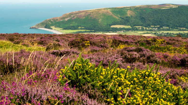 Wild, purple heather and yellow gorse on clifftops in Exmoor, with the sea and hills in the distance