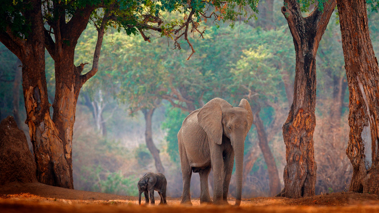 Adult and baby elephant in forest