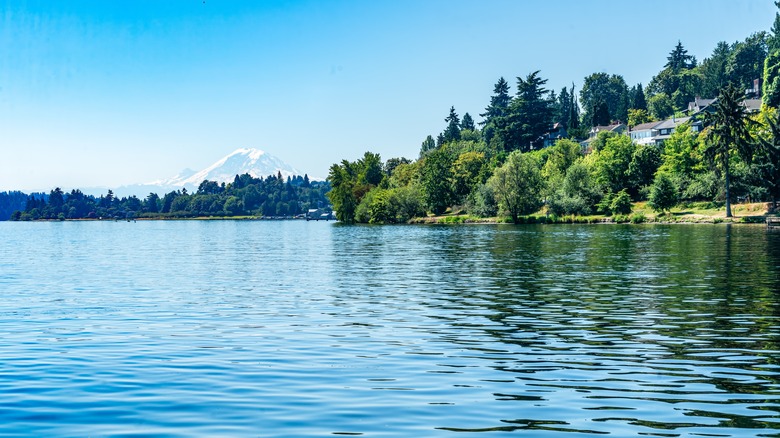 Trees lining the edge of a lake with a mountain in the distance