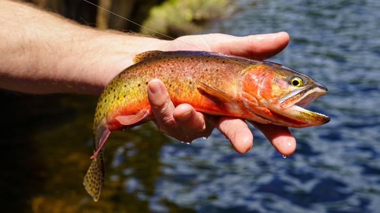 Hand holding a colorful cutthroat trout attached to a fishing line