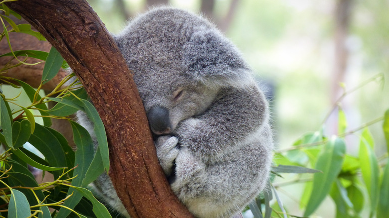 koala