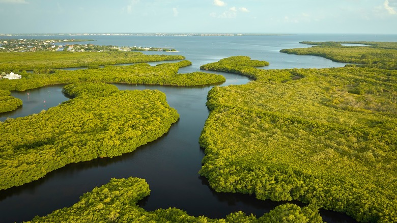 Aerial shot of the Everglades