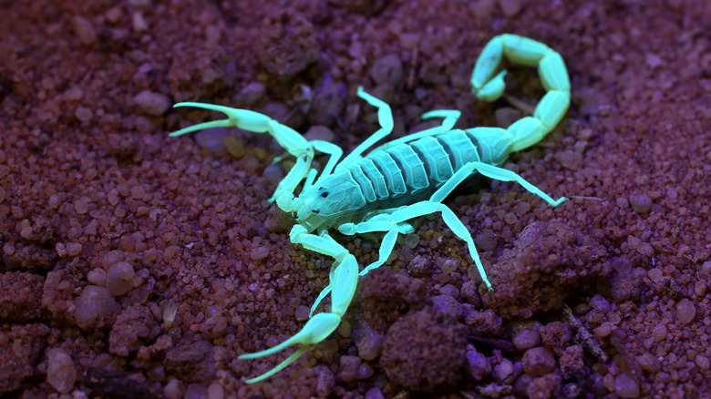 A close-up shot of a scorpion under UV rays