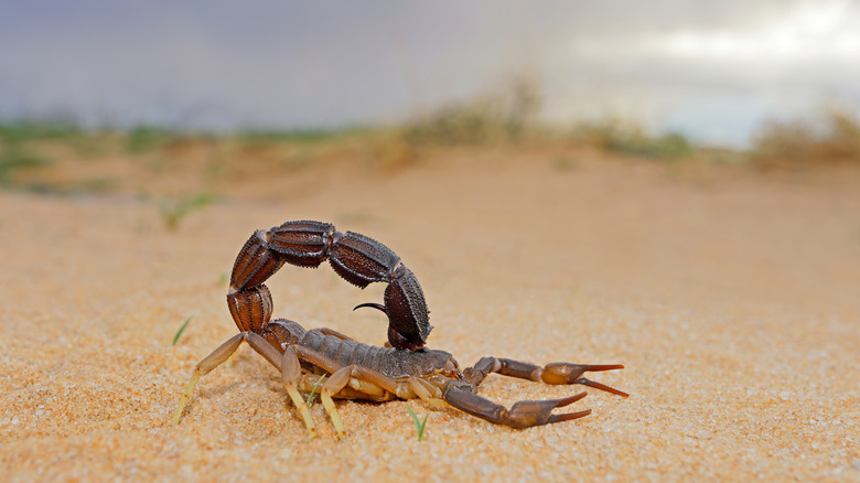 A scorpion crawls over the desert sand