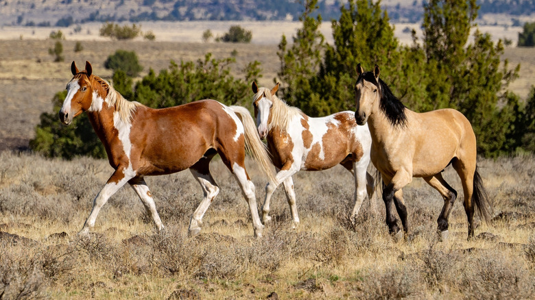Three Kiger mustangs walking through grassland