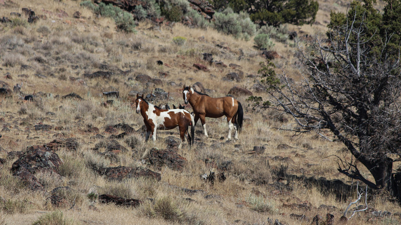 Two Kiger mustangs on a grass-covered mountainside