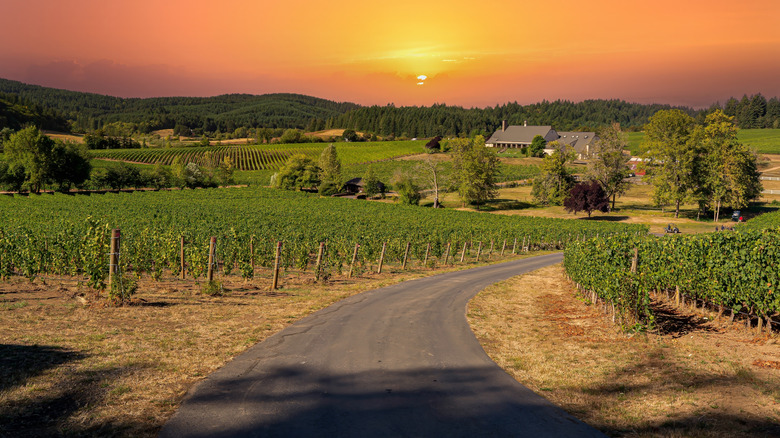 A small road snakes through a winery in Oregon
