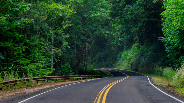 A back road winds through the lush forest of western Oregon