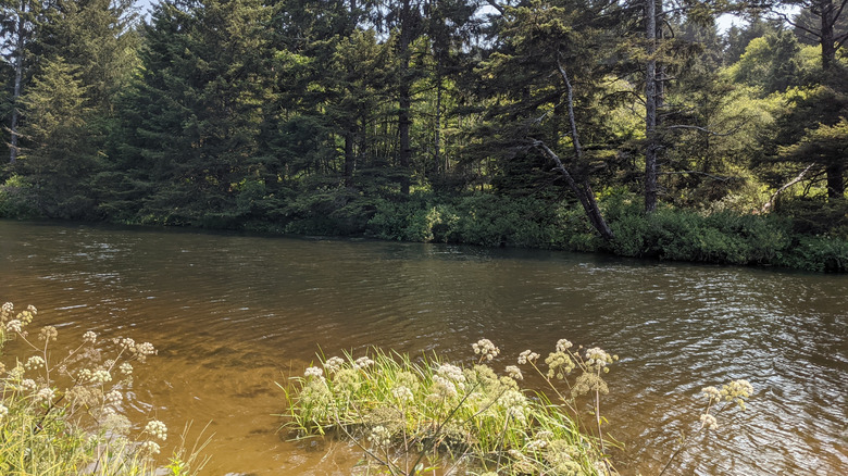 White flowers along the bank of Beaver Creek in Brian Booth State Park.