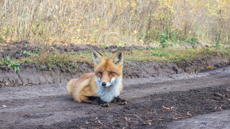 rabid fox laying in the road