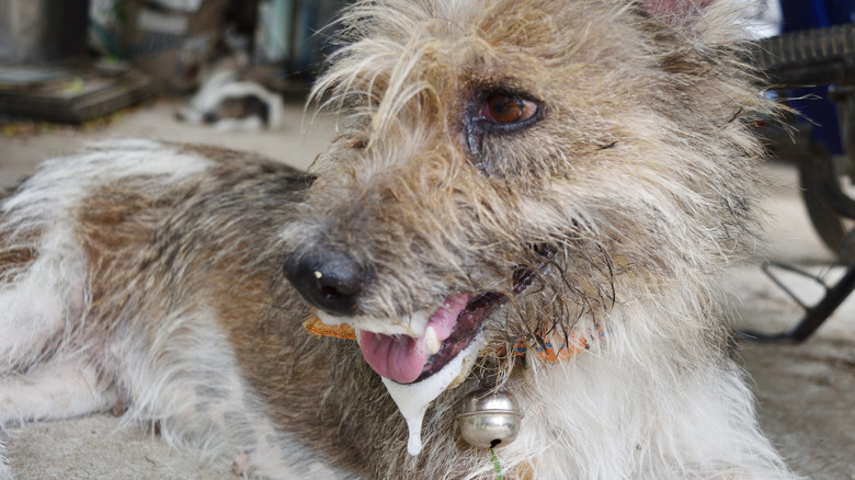 dog foaming at mouth