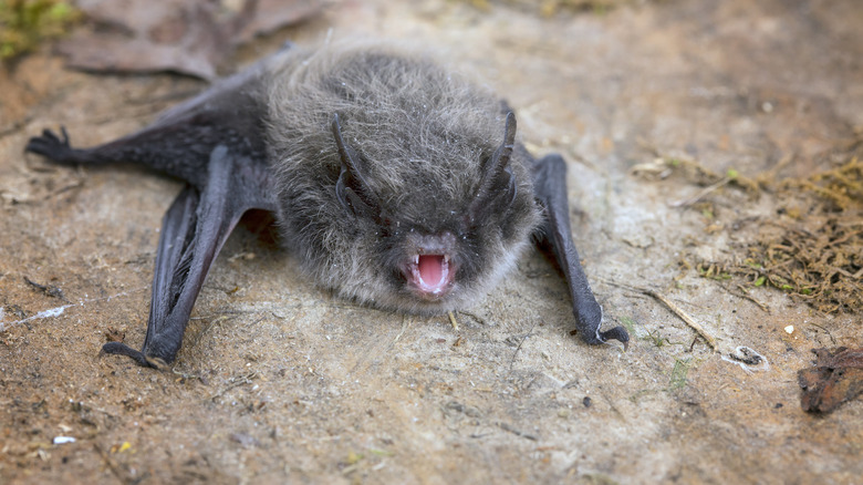 mad little brown bat