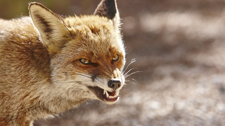 angry fox close up