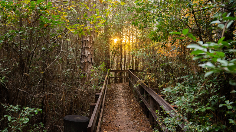 Wooden walkway in trees