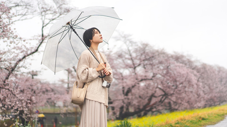 A woman carries an umbrella in front of cherry blossoms
