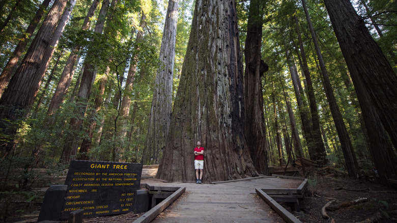 a man standing in front of a giant redwood