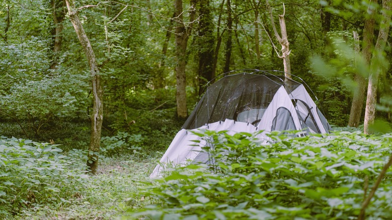 tent in the woods